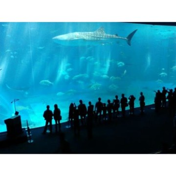 限量販售｜沖繩促銷～系滿漁市嚐鮮‧海洋博物館～海豚秀‧星野下午茶‧愛購暢遊半自助四日｜沖繩名物～阿古豬火鍋_2025OKA056