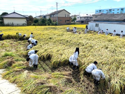 令和5年産 彩のかがやき 玄米 10kg 低農薬 新米