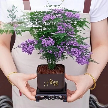 青禾園藝（開花文竹種子大全）四季種植武竹種子 招財綠植 四季播文竹 超高發芽率 室內盆栽 桌面陽臺盆栽植物種子