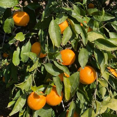 ふるさと納税 湯浅町 蜂久農園の蜂久清見オレンジ　約10kg