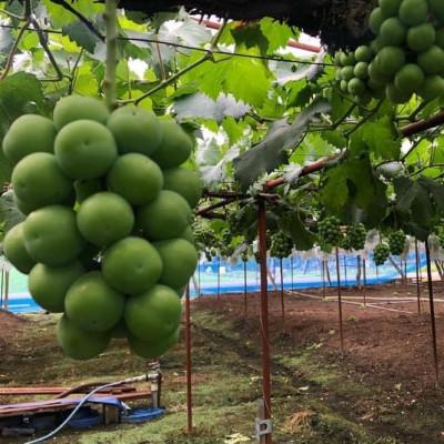 ふるさと納税 玉野市 岡山県産　シャインマスカット　〔晴王〕　1房　500g