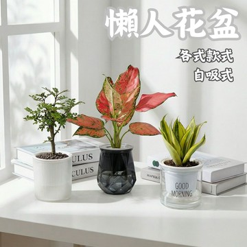 懶人花盆 吸水盆 吸水花盆 透明花盆 水培花盆 懶人盆栽 花盆 盆栽 塑膠盆 植物花盆 水耕植物 水耕 綠植 簡約花盆