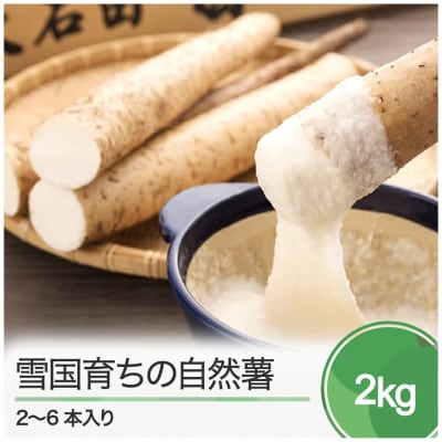 雪国育ちの自然薯 約2kg(2～6本入り)