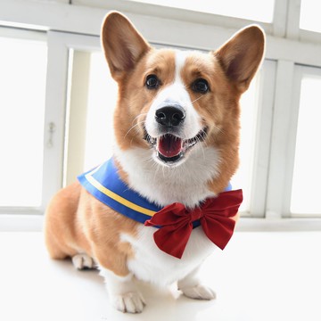 寵物海軍領--藍