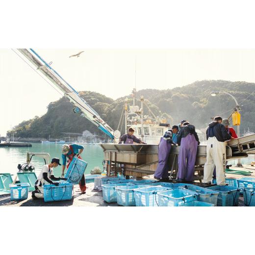 ふるさと納税 徳島県 海陽町 産地直送！ 海陽町より旬の魚をお届け！ 鮮魚セット 中セット 約４kg  詰め合わせ