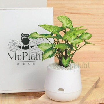 【拈花x研植】合果芋│雪胖盆│懶人盆栽│窗邊植物│新手植物│淨化空氣│招財植物│觀葉植物│質感盆栽