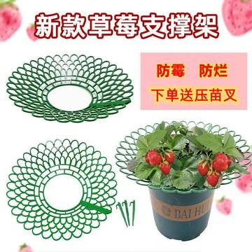 🍁免運臺灣出貨🍁新款草莓支架家庭陽臺種植草莓託盤架防腐爛防倒伏草莓架託盤神器