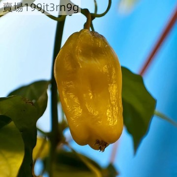 現貨🌶️博9格 辣椒種子🌶️（100粒）超辣辣椒 初學者- 發芽快速 高度50-80 CM 庭院盆栽地栽 觀賞 食用種子