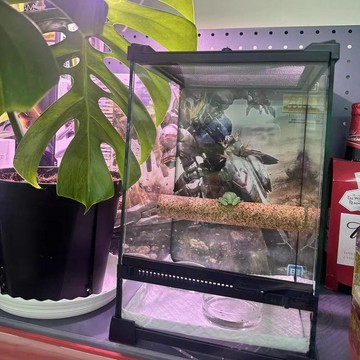 🔥即日特價🔥天然爬蟲用品爬蟲軟木棒軟木棒蜥蜴角宮棲息爬寵樹攀爬棒爬杆