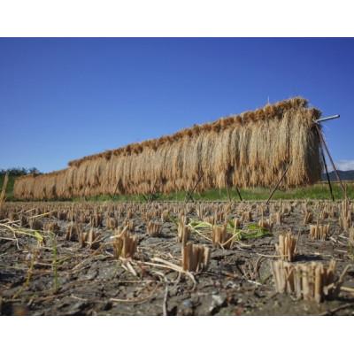 ふるさと納税 能美市 天日干有機米こしひかり「天地の誉」玄米5kg