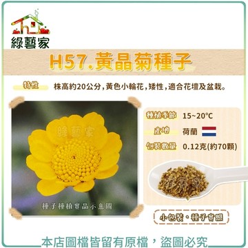 H57.黃晶菊種子0.12克(約70顆) // 株高約20公分，黃色小輪花，矮性，適合花壇及盆栽花卉 花類【綠藝家】