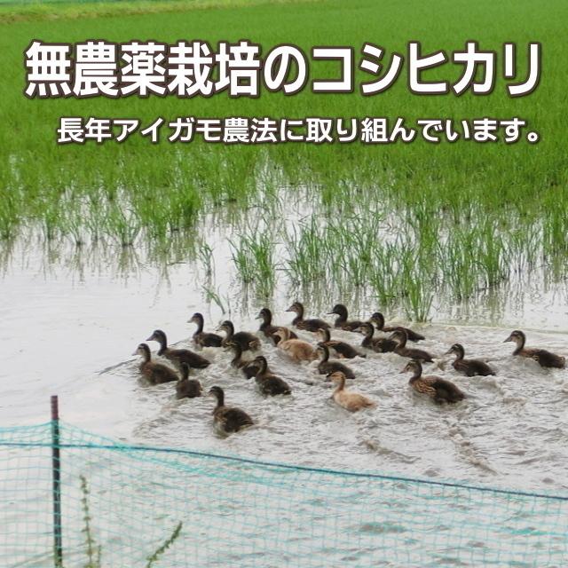 父の日 プレゼント お米 2kg 農薬不使用 希少米コシヒカリ 無洗米 メッセージカード付き 新潟米 産地直送 人気 おしゃれ お祝い 父 送料無料