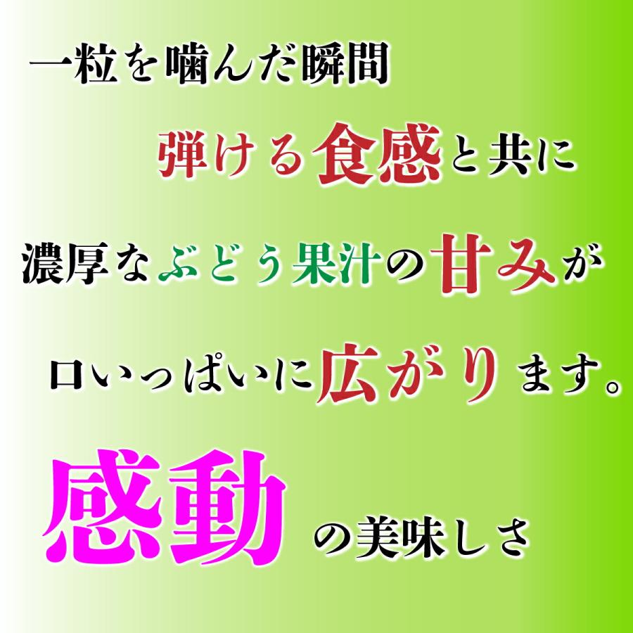 予約商品2024年7月発送シャインマスカット 贈答用 熊本県産 1.8〜2kg  産地直送 最高等級  生産者限定 お中元 お祝い  誕生日 