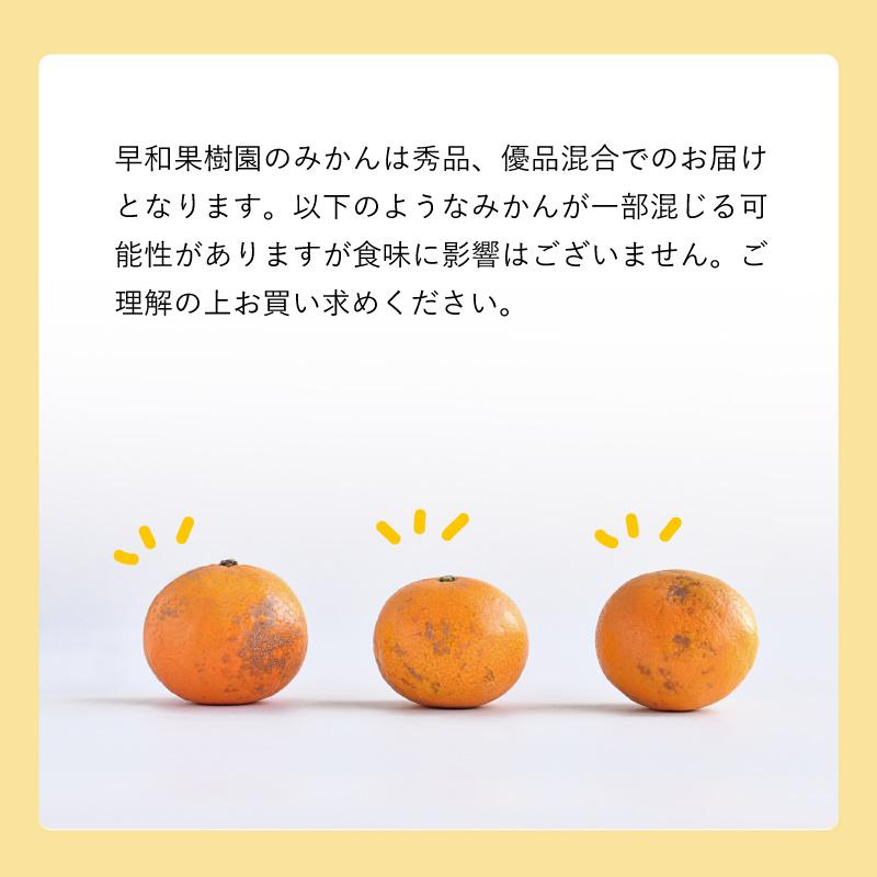 有田みかん 和歌山 温州 家庭用 産地直送 早和みかん 送料無料 新林みかんL M Sサイズ混合 3kg 早和果樹園