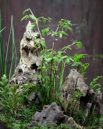 【生態瓶－幽谷】微景觀 室內植栽 禮物 辦公室擺設