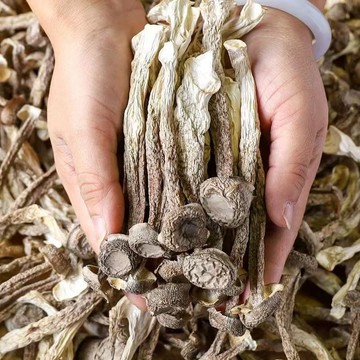 【頭茬新菇】精選優質鹿茸菇新鮮食用菌煲湯炒菜脆脆菇正品鹿茸菇