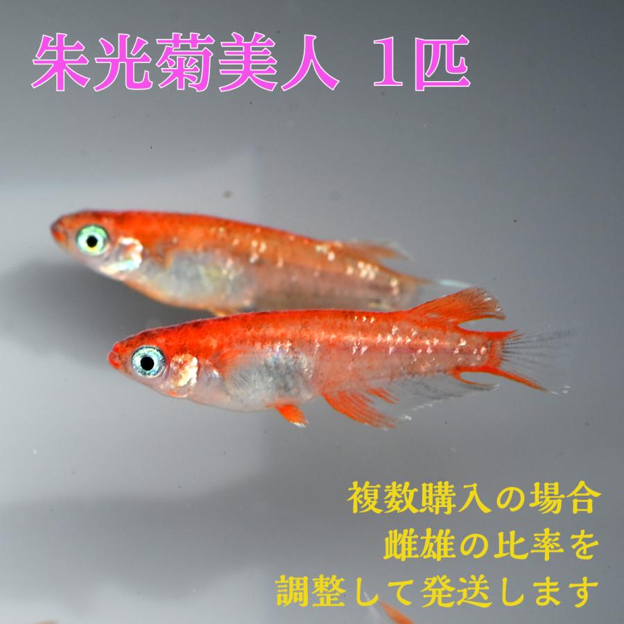 菊間めだか] 朱光菊美人 1トリオ - 魚類、水生生物