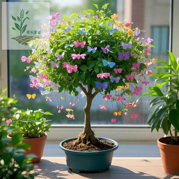 青禾園藝（金絲吊蘭種子）垂釣款 最新款品種四季種植花卉綠植盆栽室內外陽台超長300天花期 耐寒好養植物花卉種子  多年生