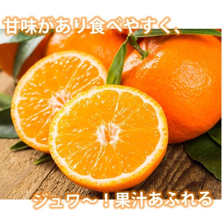 みかん 10kg 送料無料 訳あり 温州みかん 送料無料 S〜3L 熊本県産 熊本みかん 訳ありみかん 蜜柑 ミカン