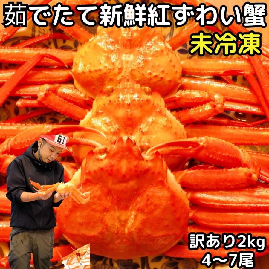 カニ 訳あり 紅ずわいがに 約2kg 4〜７尾 大〜小混合 未冷凍 水揚げ当日出荷 甘みを感じる新鮮 ボイル 蟹 国産 鳥取 境港 直送 かに 姿 生食用