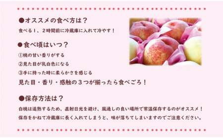 岡山県産 白桃（晩生種） 最高ランク！ロイヤル約4kg 8～15玉（令和６年8月以降発送）