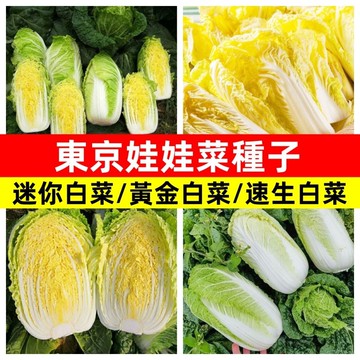 東京娃娃菜種子 日本迷你娃娃菜  居家陽台盆栽 家庭菜園 有機蔬菜 清脆鮮甜 極早生 耐熱耐濕 全年可種植 快速採收