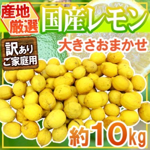 ”完熟国産レモン” 訳あり 約10kg 大きさおまかせ 産地厳選 送料無料