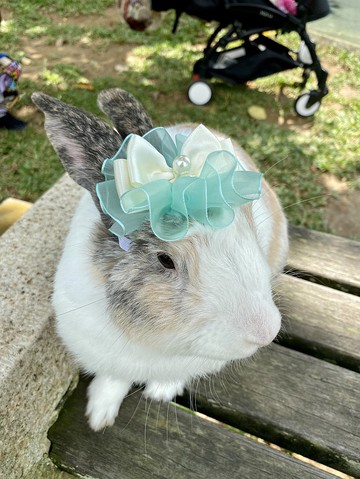 Q1-手工寵物生日帽子寵物髮飾頭套兔兔牽繩衣配件兔子花圈