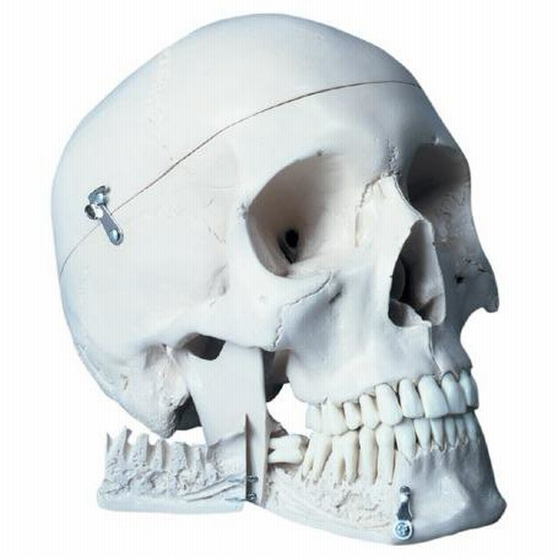 erler zimmer社 頭蓋骨模型 22分割 マグネット式 【公式通販】 ERLER