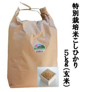 ふるさと納税 MS-14　特別栽培米こしひかり5kg（玄米）令和5年産新米 鳥取県大山町