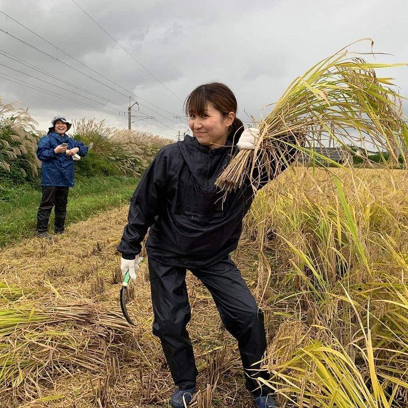 水菜土農園無洗米令和4年産 秋田県産 あきたこまち 5kg 古代米お試し袋付き