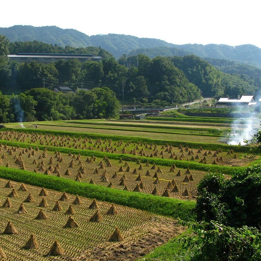 仁多米 コシヒカリ 5kg 島根県産 令和5年産 米 お米 白米 うるち米 精白米 ごはん