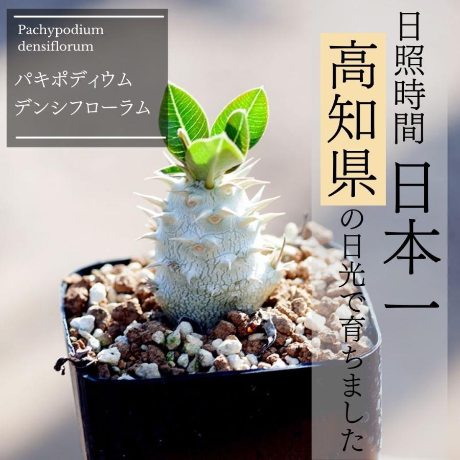 コーデックス 塊根植物 パキポディウム デンシフローラム Pachypodium 