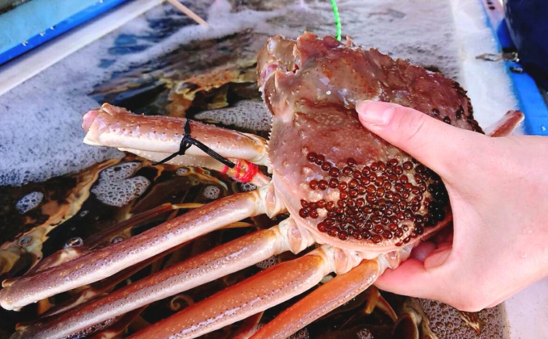 蟹 タグ付き 松葉蟹 (ボイル) 中1匹分[ かに カニ 松葉ガニ