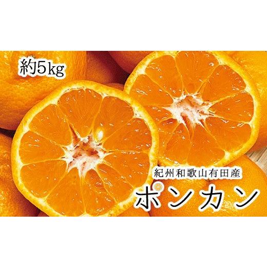 ふるさと納税 和歌山県 紀美野町  紀州和歌山有田産ポンカン　5kg　※2024年2月上旬頃〜2月中旬頃に順次発送予定(お届け日指定不可) ／みかん 蜜柑 フルーツ …