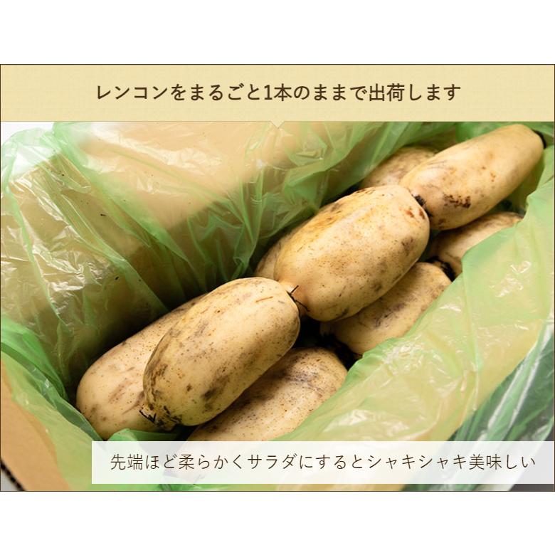 新潟 長岡産レンコン 2kg 蓮根 れんこん 桑原ファーム 送料無料