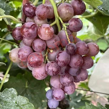 🍇（24款 葡萄種子）台灣現貨今年新種 提子種子 高產易種植 多品種選擇 四季易種水果盆栽種籽 爬藤水果種子
