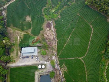 專任【南投4.5甲夢幻茶園+合法農舍】｜南投縣竹山鎮番子田段