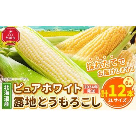 ふるさと納税 北海道産ピュアホワイト・露地とうもろこし　計12本 2024年8月下旬から発送開始予定 北海道旭川市