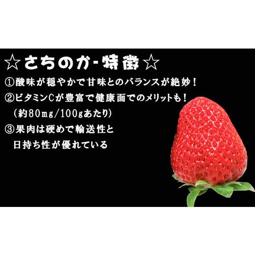 ふるさと納税 佐賀県 唐津市 『予約受付』濃厚苺 さちのか 250g×6パック(合計1.5k) 濃厚いちご 苺 イチゴ 果物 フルーツ ビタ…