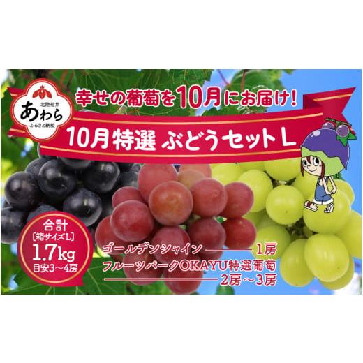 ふるさと納税 福井県 あわら市 10月特選 ぶどうセットL 1.7kg以上（3〜4房）／ 葡萄 シャインマスカット 完熟 ゴールデン シャイン 品種 おまかせ…