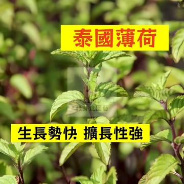 🌱早熟高產 泰國薄荷種子BH-19 生長勢快 擴長性強 蕃荷葉 土薄荷 升陽菜 野薄荷 南薄荷 易種植 高產陽台盆栽種籽