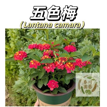 台灣現貨（五色梅種子）多年生馬櫻丹種子 花色鮮艷 開花超美 四季開花圍墻花易養護灑下就活新手耐熱觀賞#花卉種子