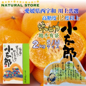 [予約 1月5日-2月28日の納品]  味ピカ 小太郎 2kg 化粧箱 小玉 越冬有袋 愛媛県西宇和 JAにしうわ ギフト 袋がけみかん