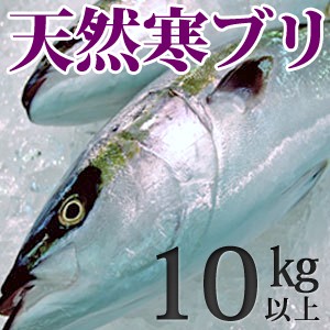 天然ブリ（寒鰤 寒ブリ）10kg以上（出荷時「三枚おろし」限定） 送料無料（北海道・沖縄を除く）