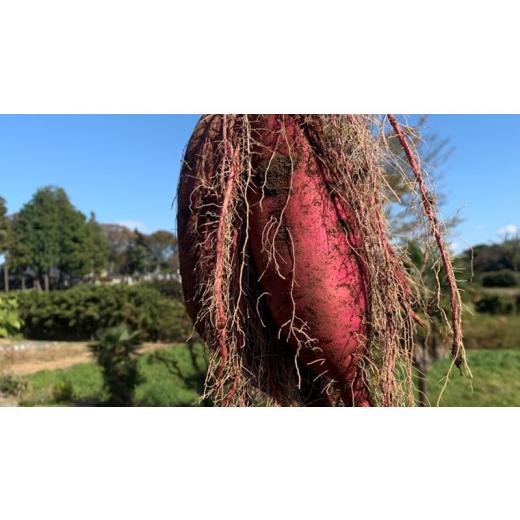 ふるさと納税 茨城県 八千代町  訳あり 茨城 八千代町産 さつまいも 紅はるか 土付き 無選別 生芋 約 10kg 農家直送 熟成 べにはるか イモ 芋 いも おやつ [AX…