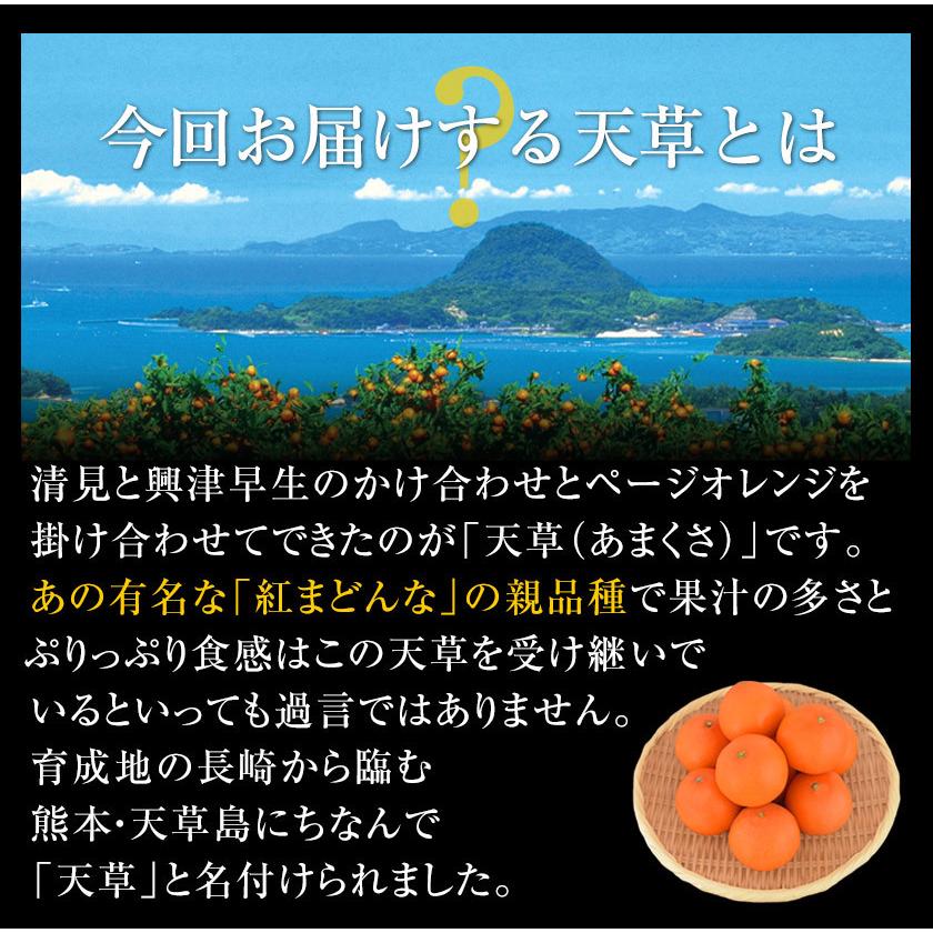 贈答用 天草 みかん 紅まどんな の親品種 約2.5kg 熊本県産 送料無料 旬 みかん 産地直送 お年賀 ギフト 果物 フルーツ 12月中旬-12月末頃発送予定