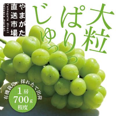 ふるさと納税 山形県 大房もぎたてシャインマスカット1房(700g程度)ギフト箱入り