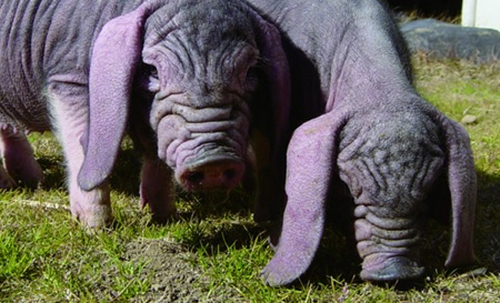 K1570 塚原牧場の幻の豚「梅山豚」イタリアンセット