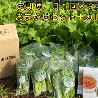 定期便 ３ヶ月 山口農園 有機野菜 おまかせセット＋カレー２箱 詰合せ 冷蔵 月１回 ／ オーガニック 伝統野菜 レトルトカレー 奈良県 宇陀市